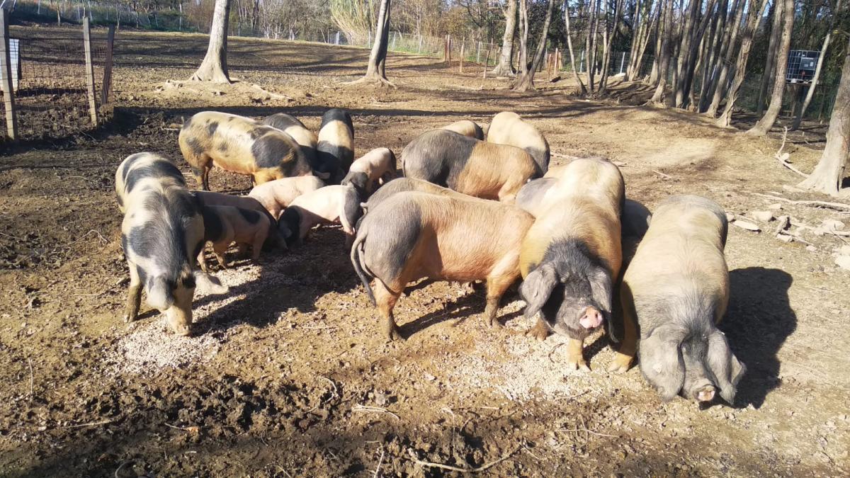 Granja