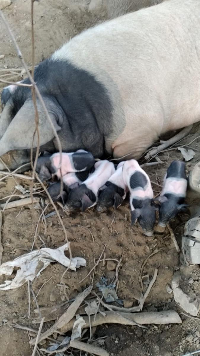 Granja