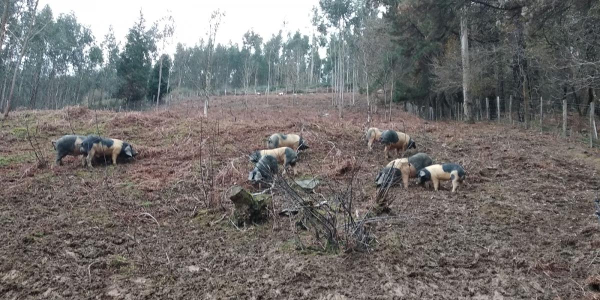 Granja